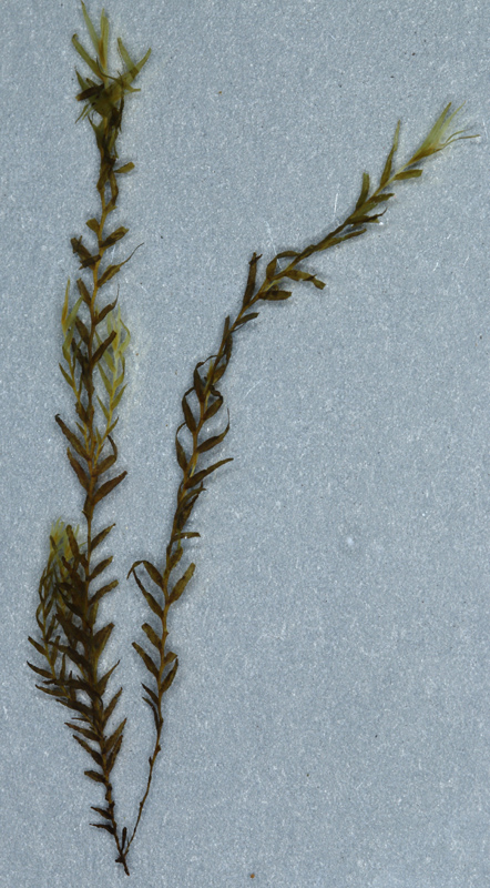 Fissidens fontanus